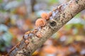 Black wood ear mushroom Auricularia auricula-judae, on a branch